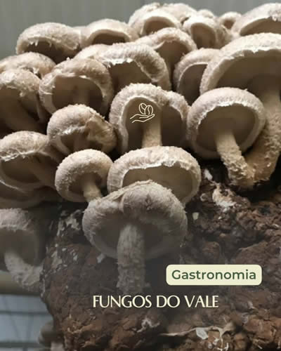 Conecta Vale